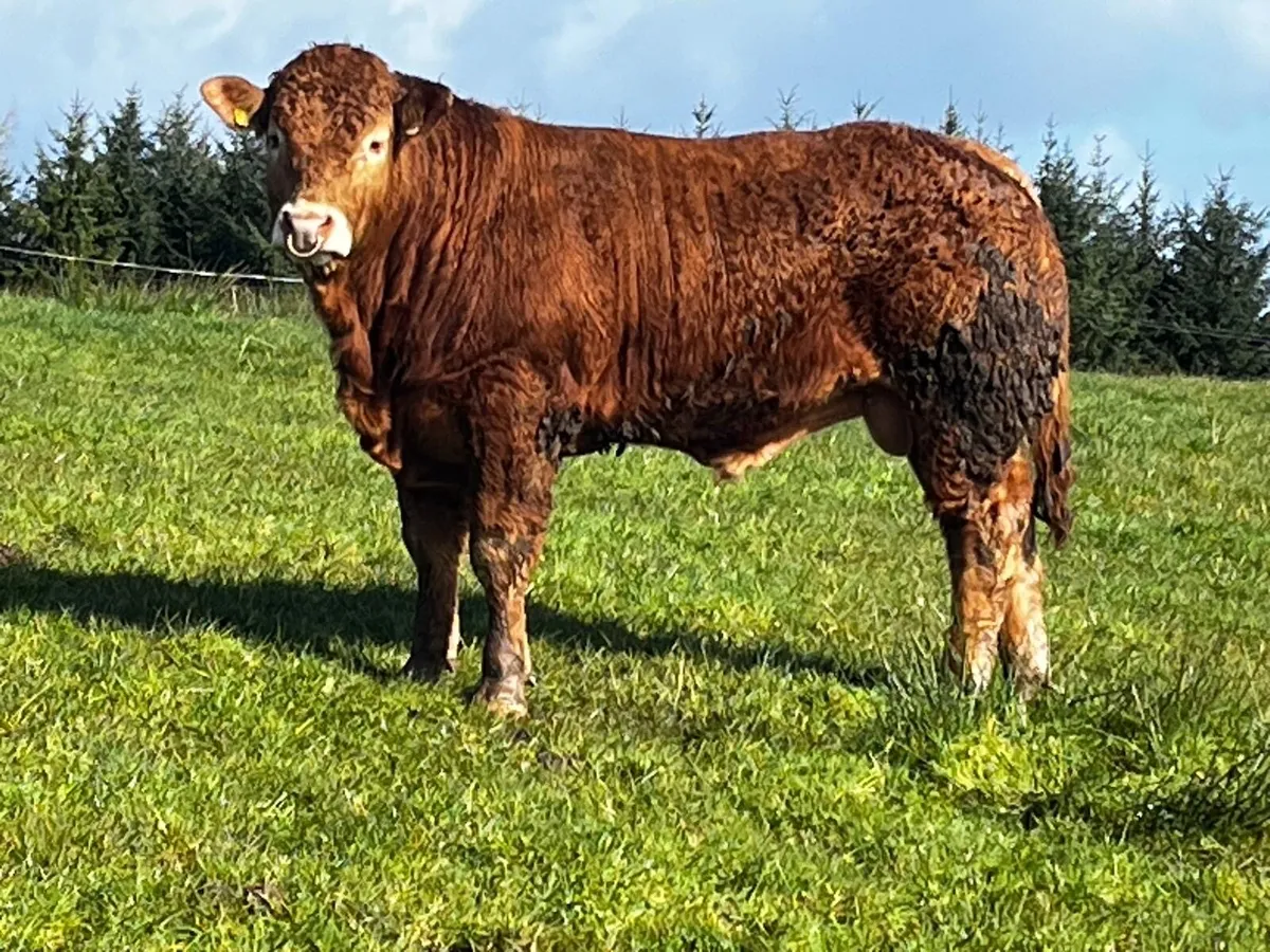 Pedigree Limousin Bull
