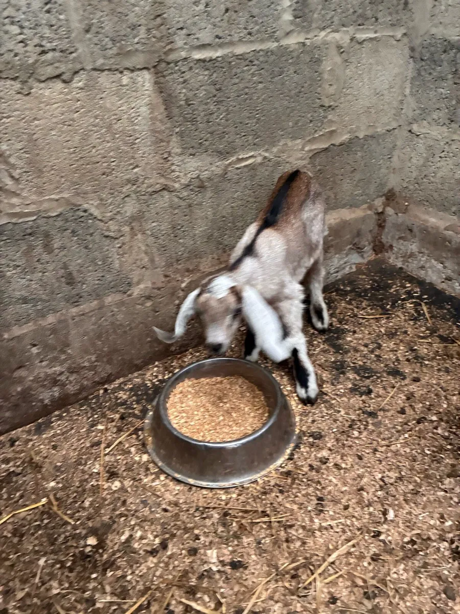 Pure bred Nubian goat with Nubian male kid at foot - Image 2