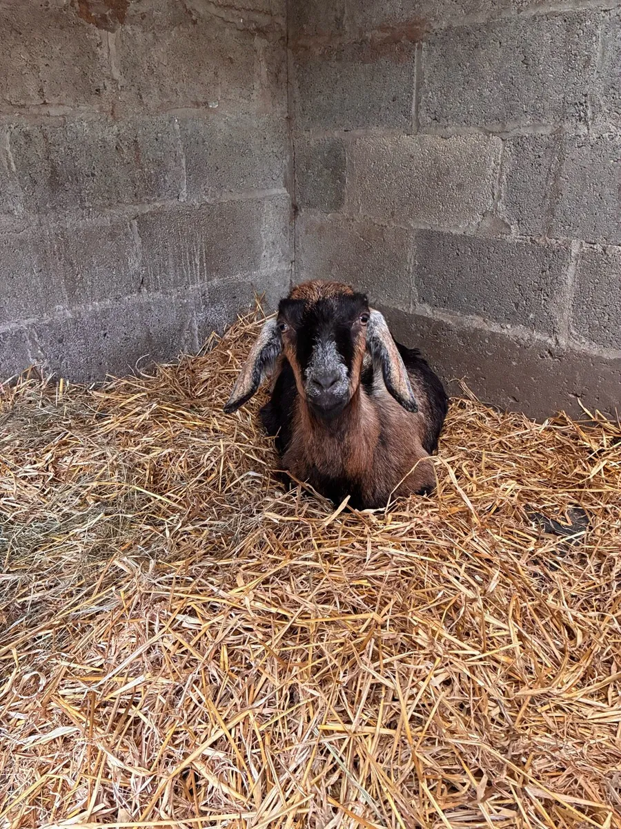 Pure bred Nubian goat with Nubian male kid at foot - Image 4