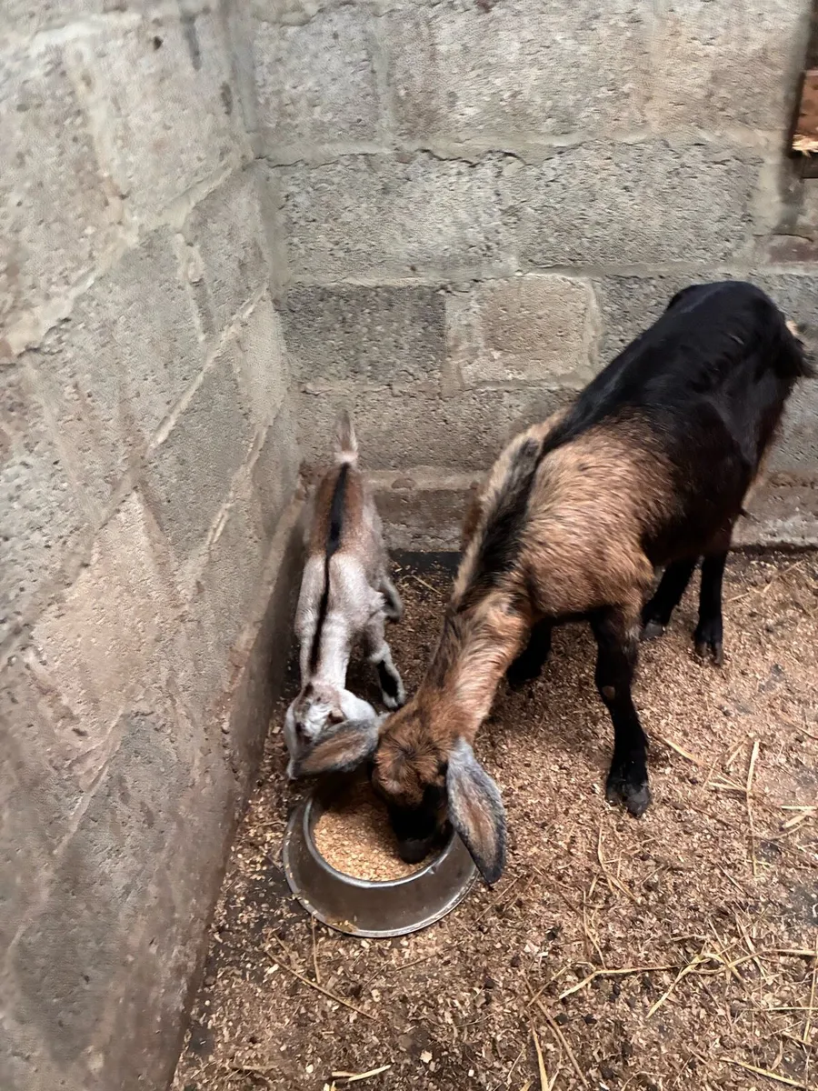 Pure bred Nubian goat with Nubian male kid at foot - Image 1