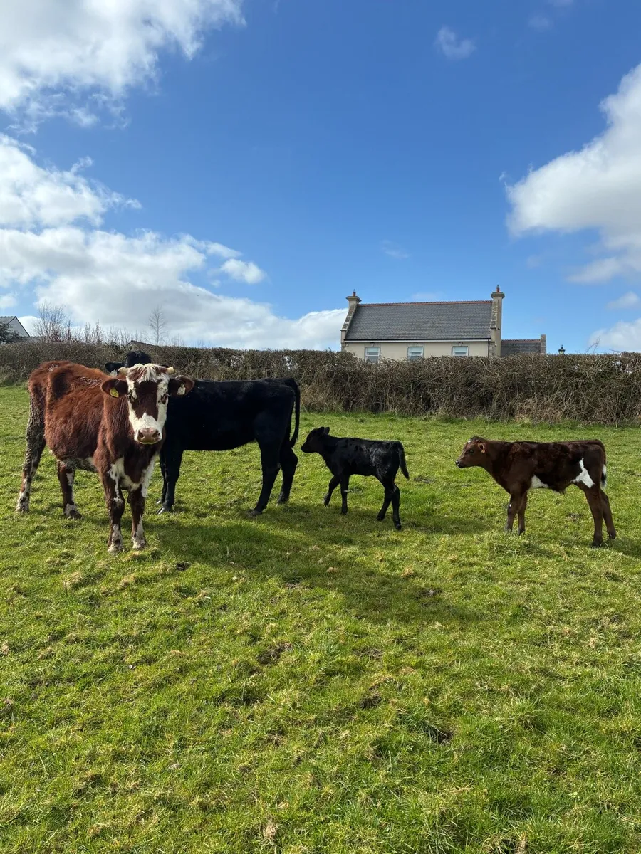 First calf Heifers - Image 1