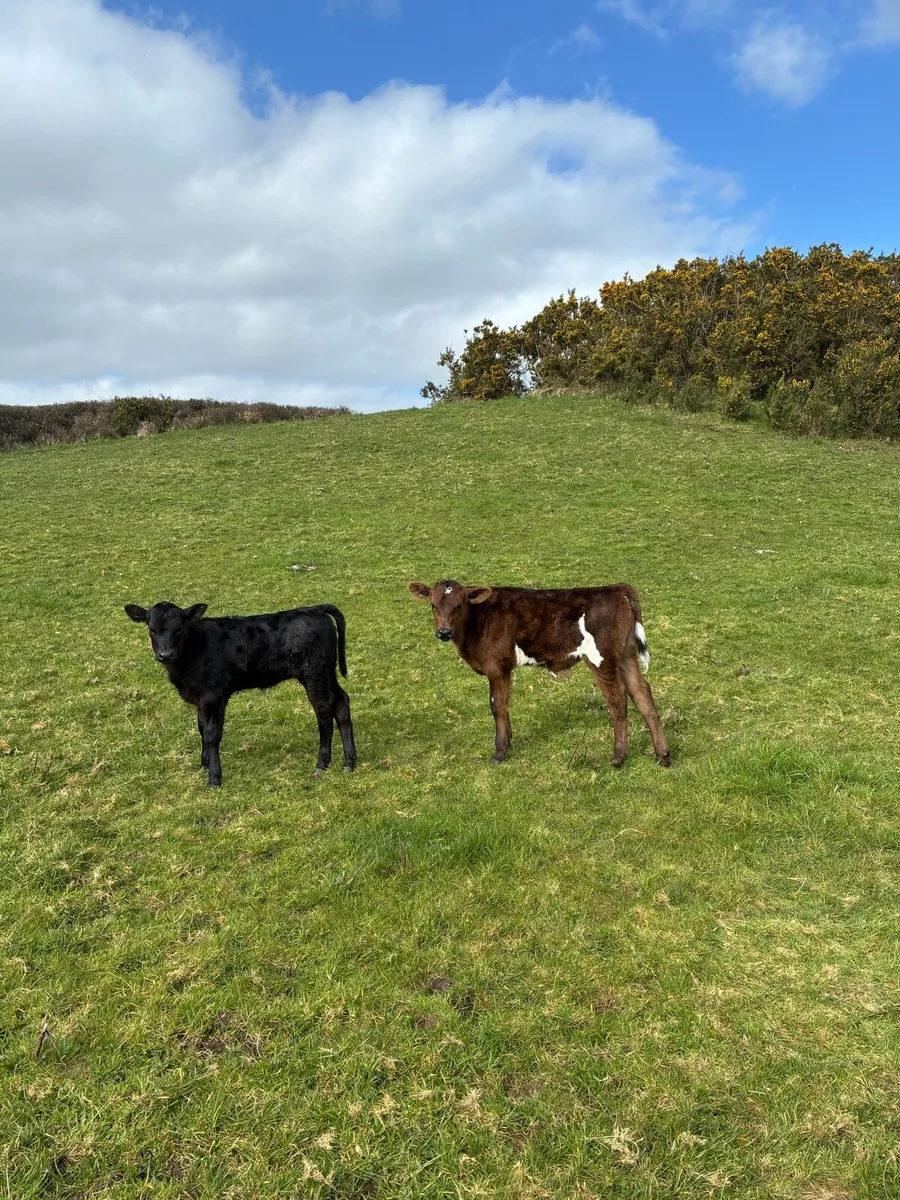 First calf Heifers - Image 2