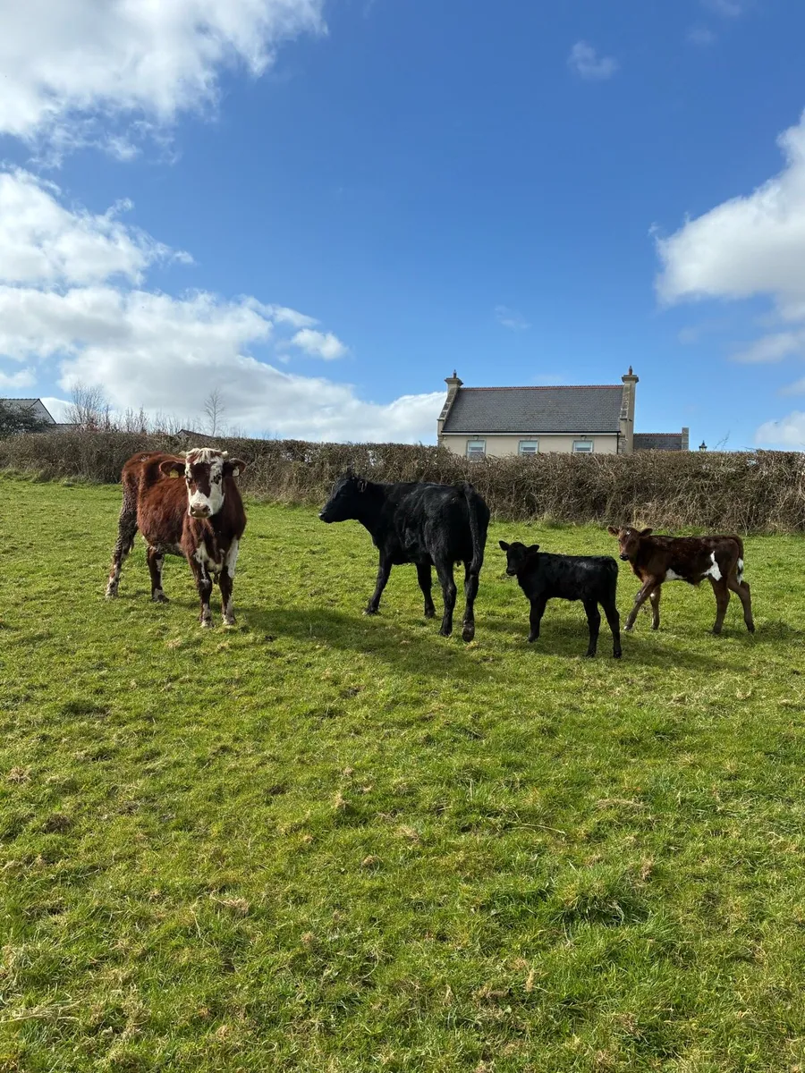First calf Heifers - Image 3