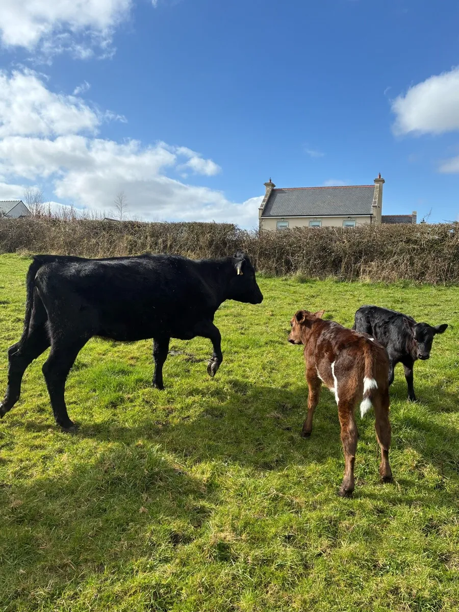 First calf Heifers - Image 4