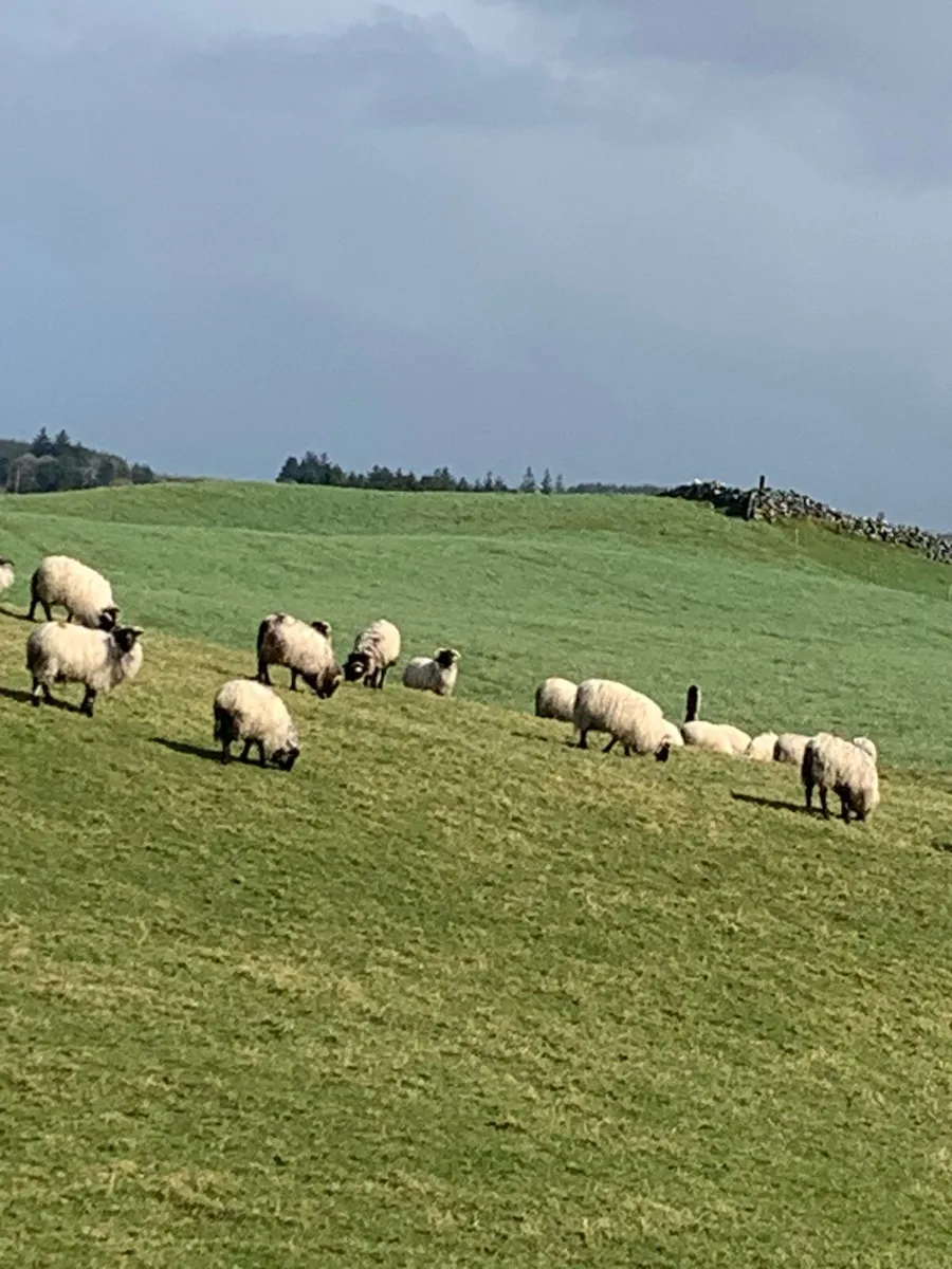 Mountain ewe hoggets - Image 4