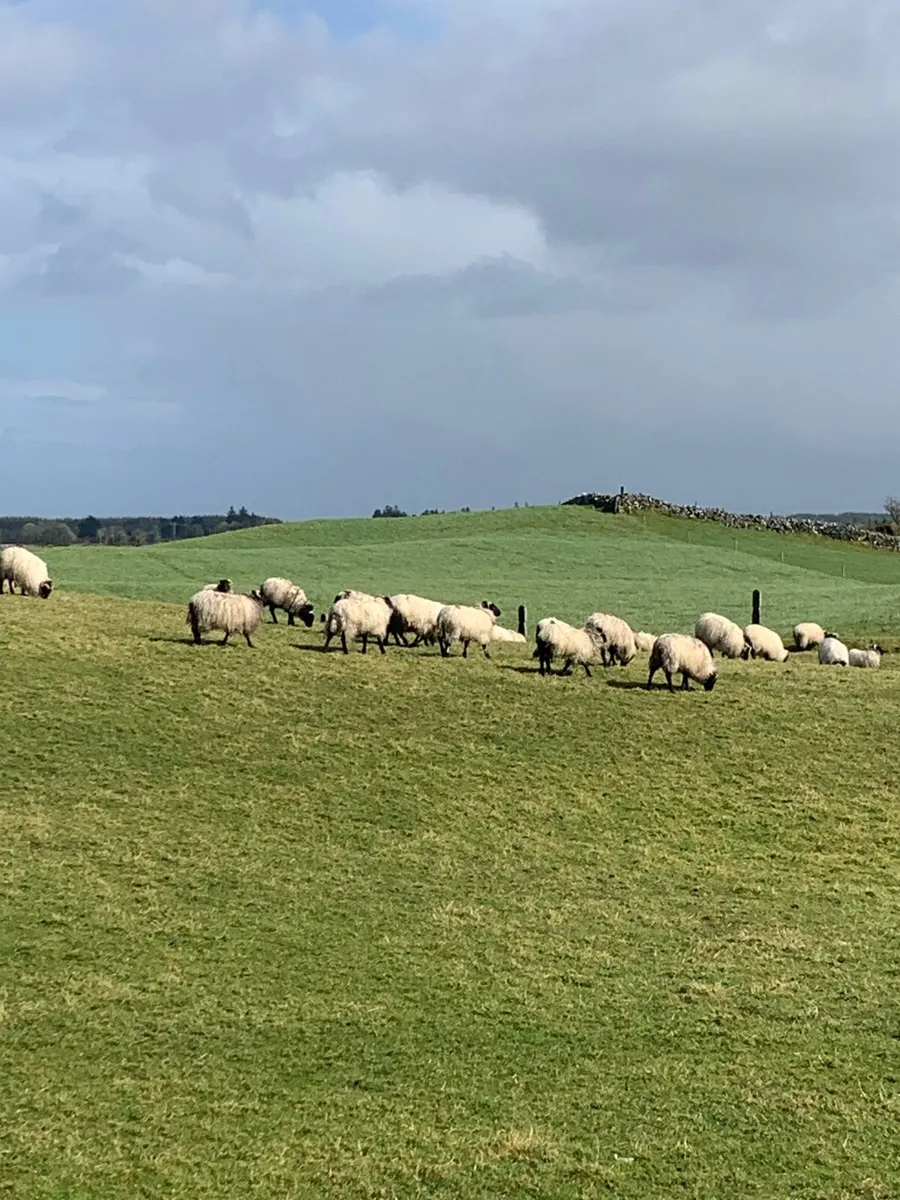 Mountain ewe hoggets - Image 2