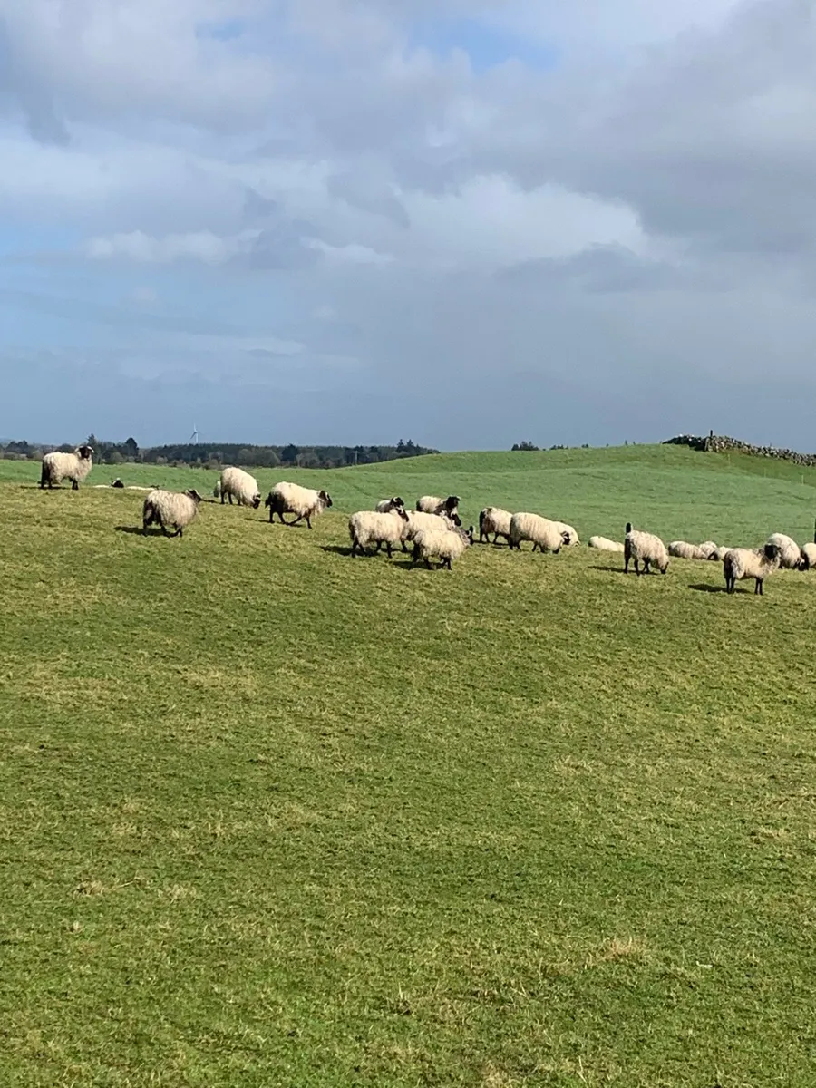 Mountain ewe hoggets - Image 3