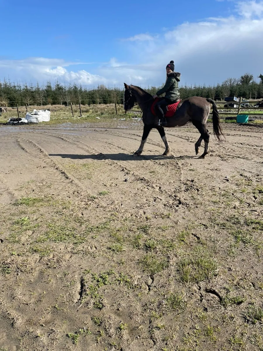 Hackney mare for sale - Image 1