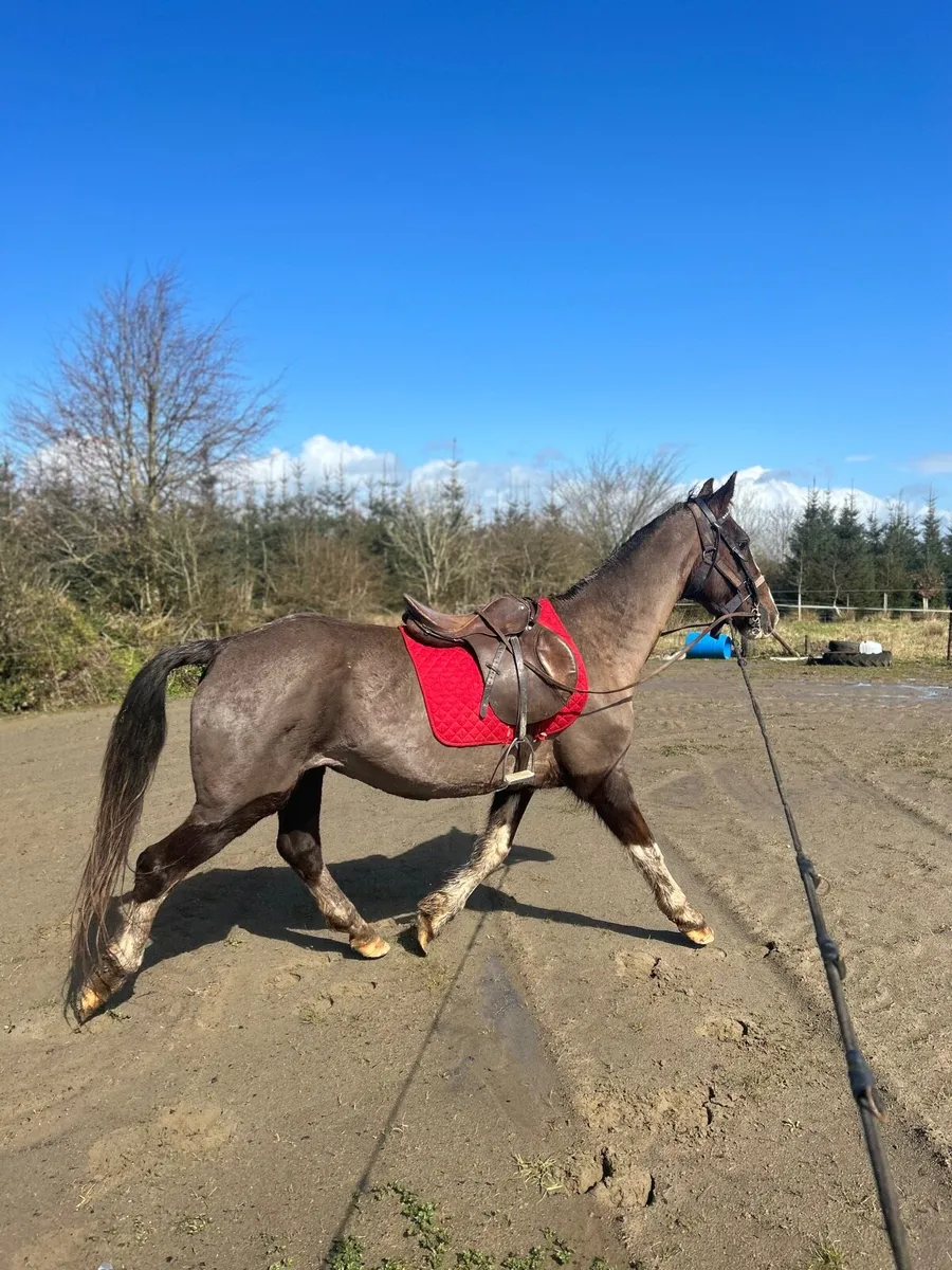 Hackney mare for sale - Image 2