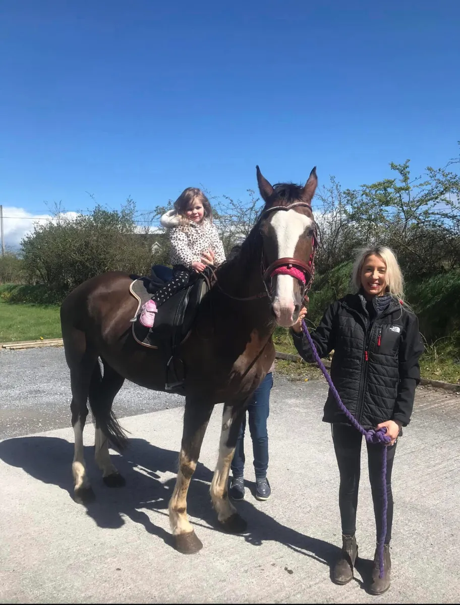 Hackney mare for sale - Image 4