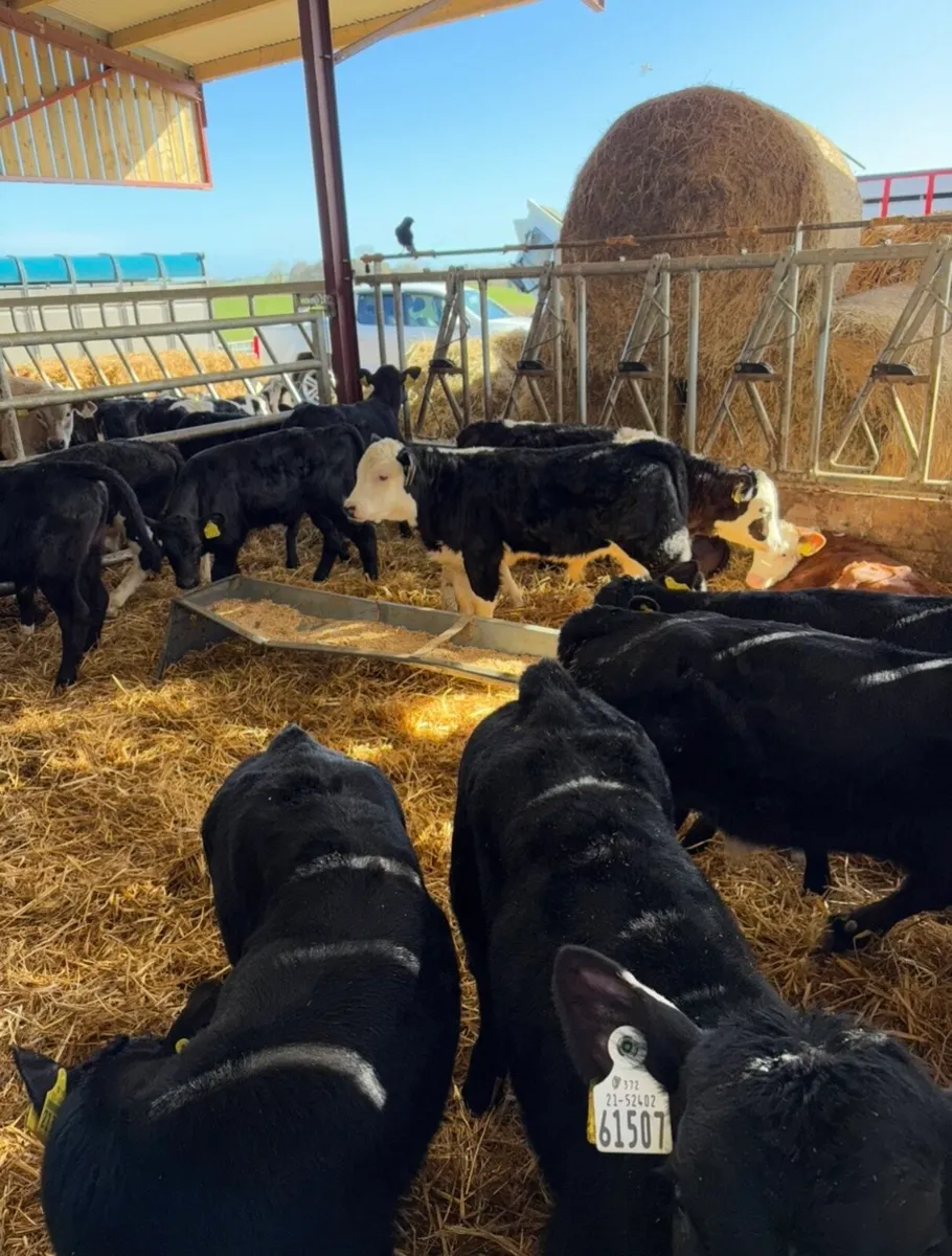 15 super 2-3 month old grass calves 🔥🔥 - Image 1