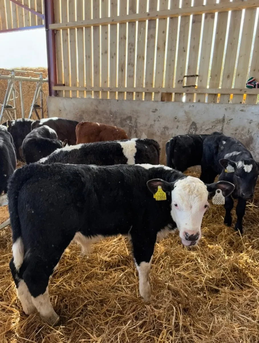 15 super 2-3 month old grass calves 🔥🔥 - Image 2