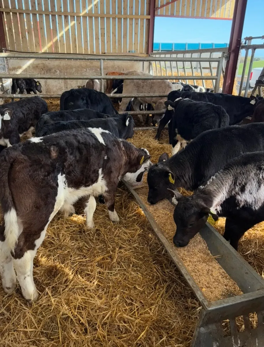 15 super 2-3 month old grass calves 🔥🔥 - Image 3