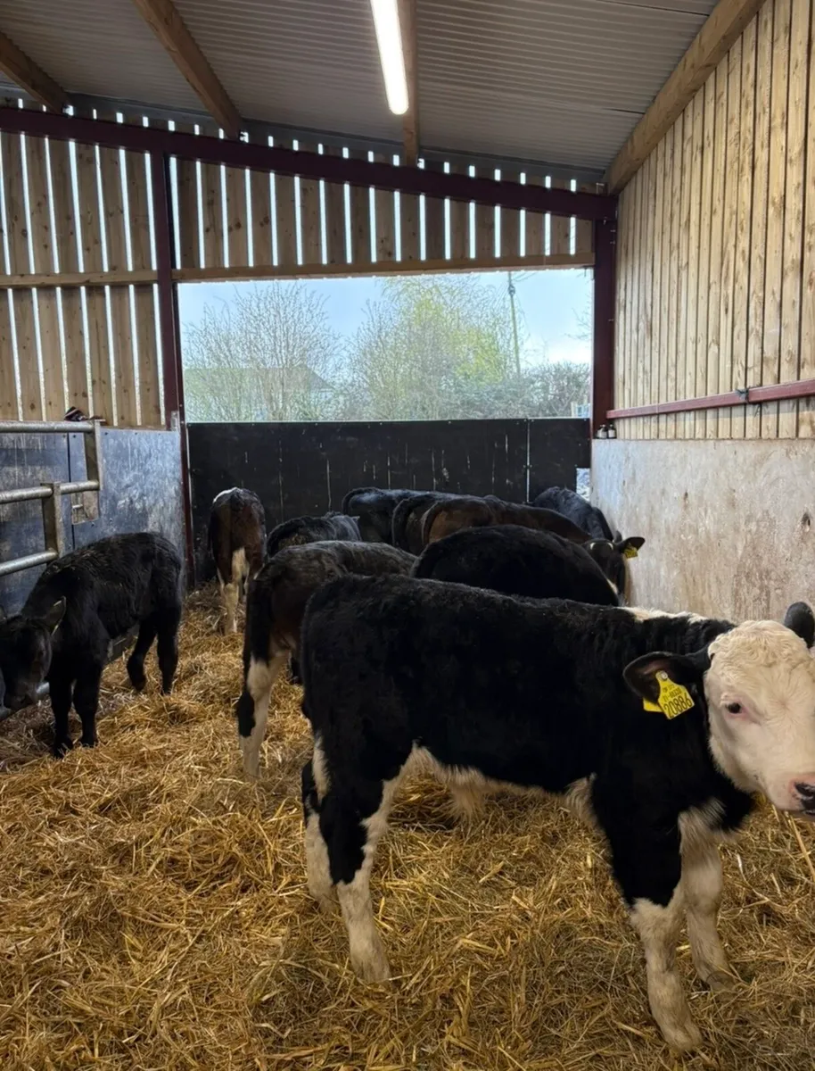 15 super 2-3 month old grass calves 🔥🔥 - Image 4