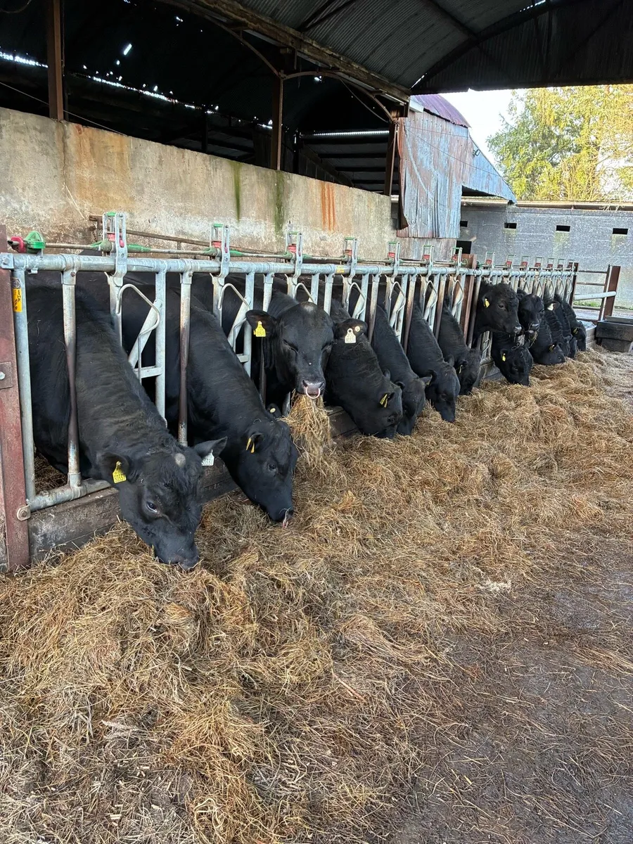 Pedigree Angus Bulls - Image 1