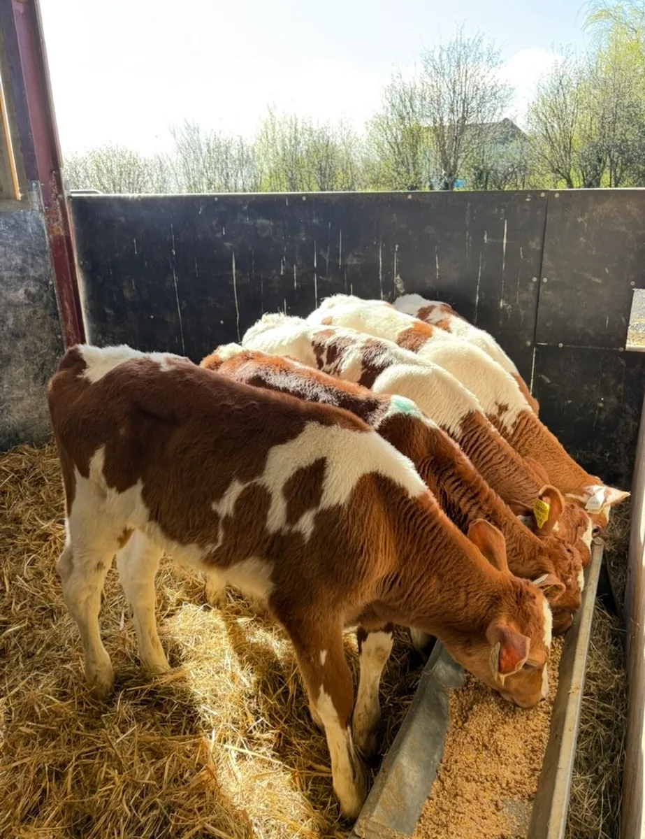 5 smashing reared bull calves 🔥 - Image 1