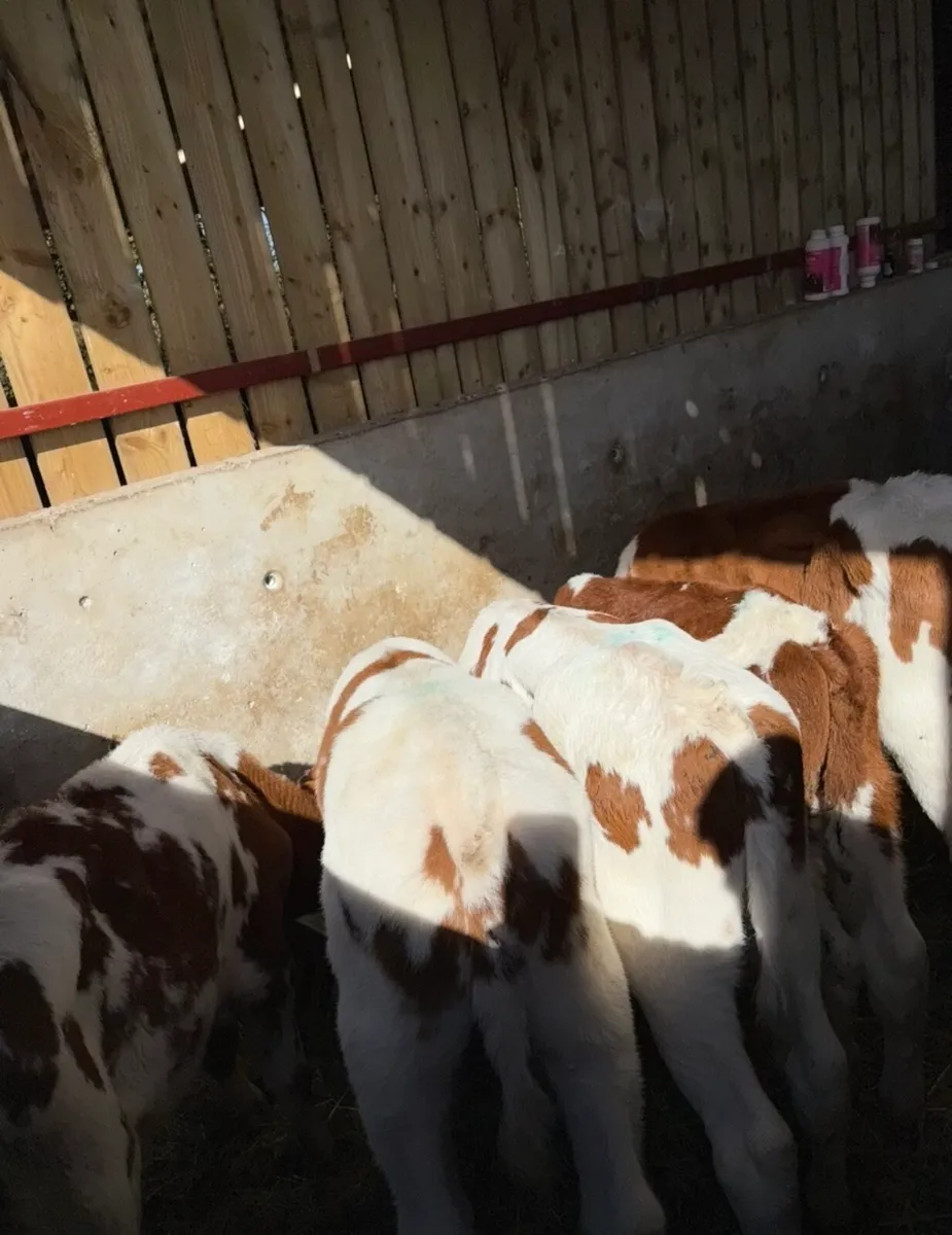 5 smashing reared bull calves 🔥 - Image 3