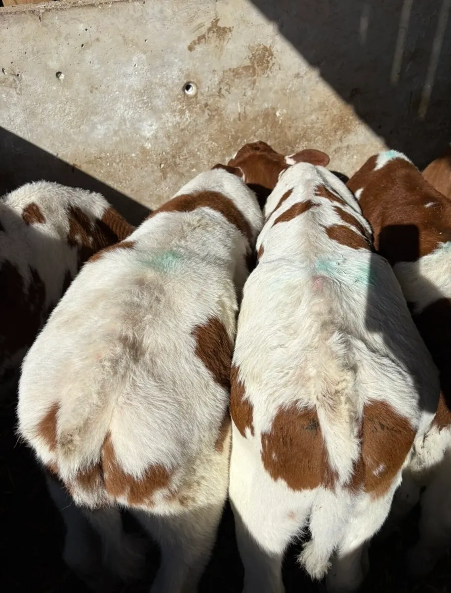 5 smashing reared bull calves 🔥 - Image 4