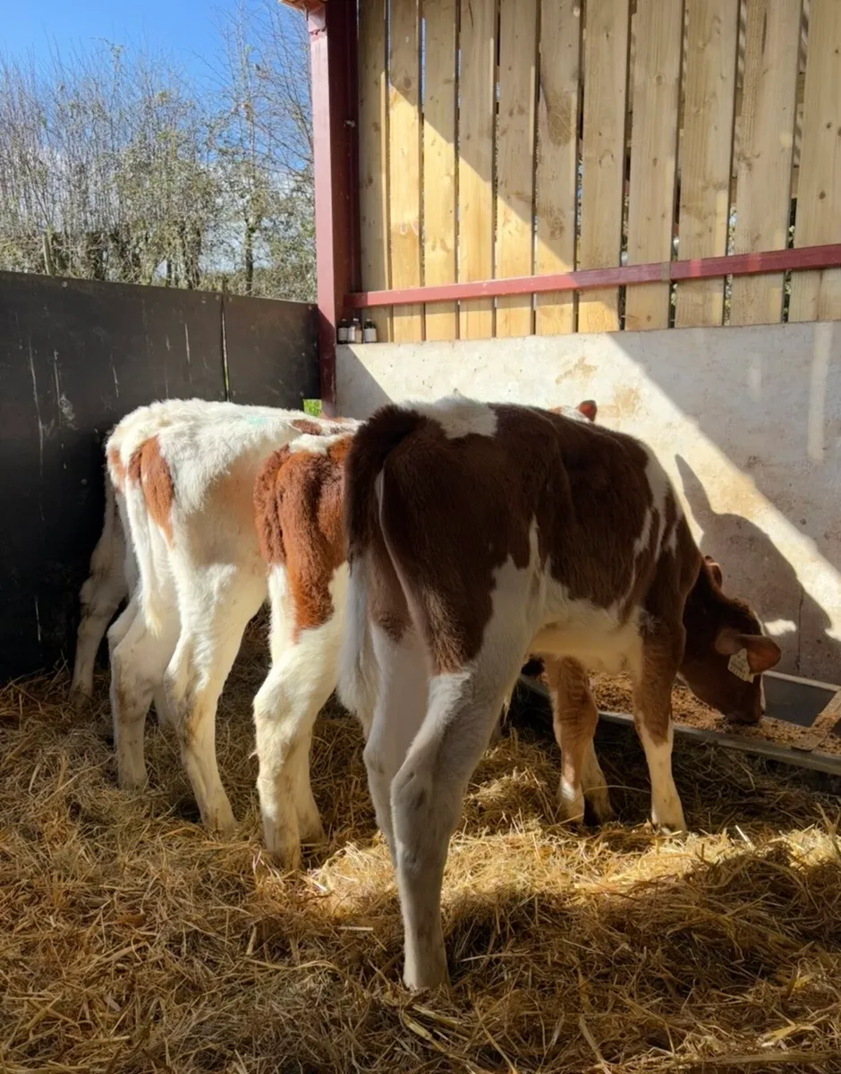5 smashing reared bull calves 🔥 - Image 2