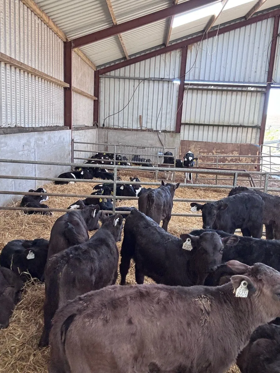 Lim, Angus and Hereford calves - Image 1