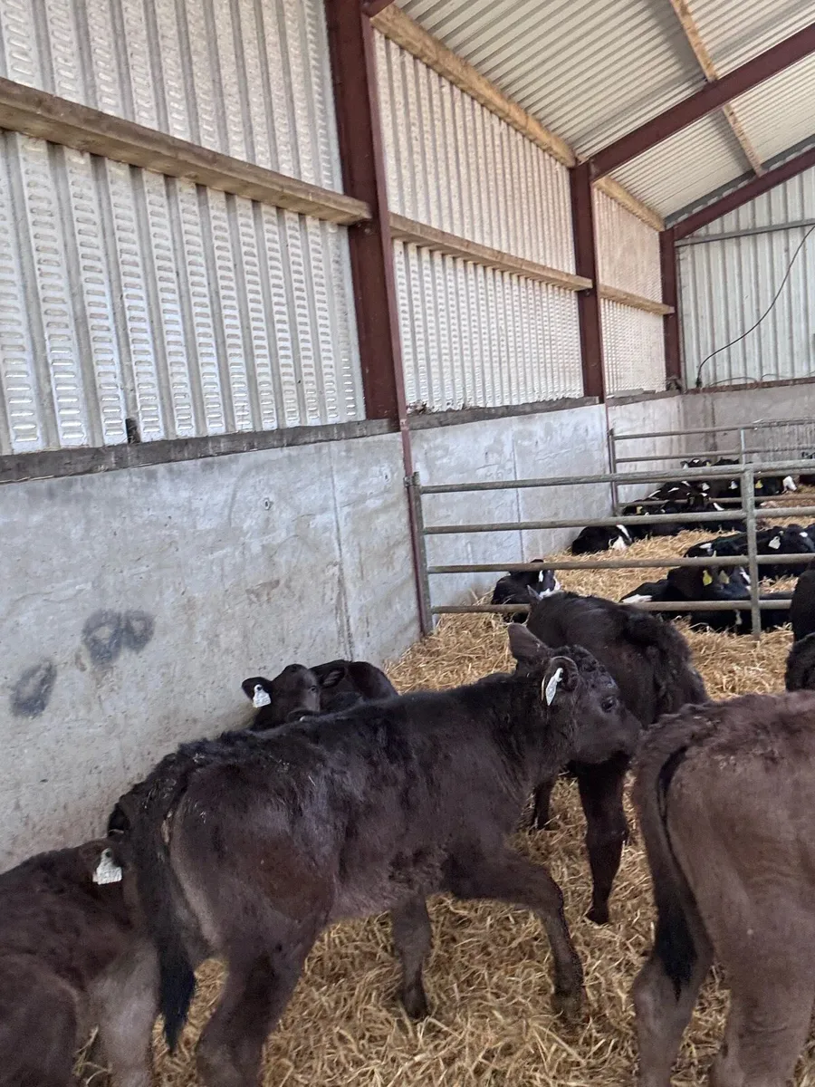 Lim, Angus and Hereford calves - Image 2
