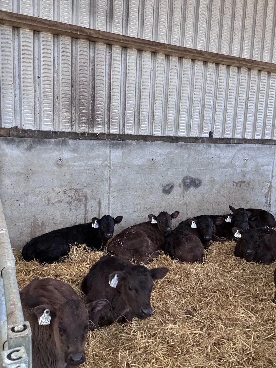 Lim, Angus and Hereford calves - Image 3