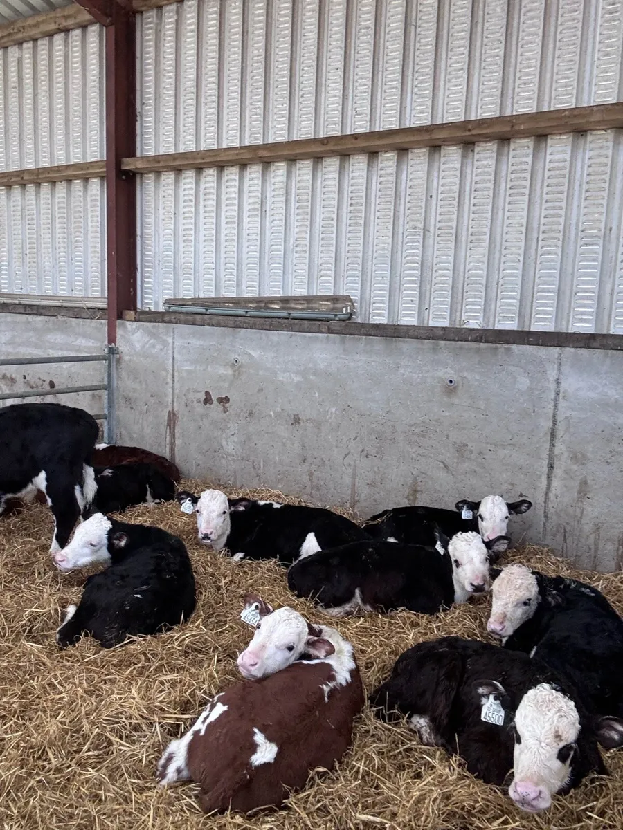 Lim, Angus and Hereford calves - Image 4