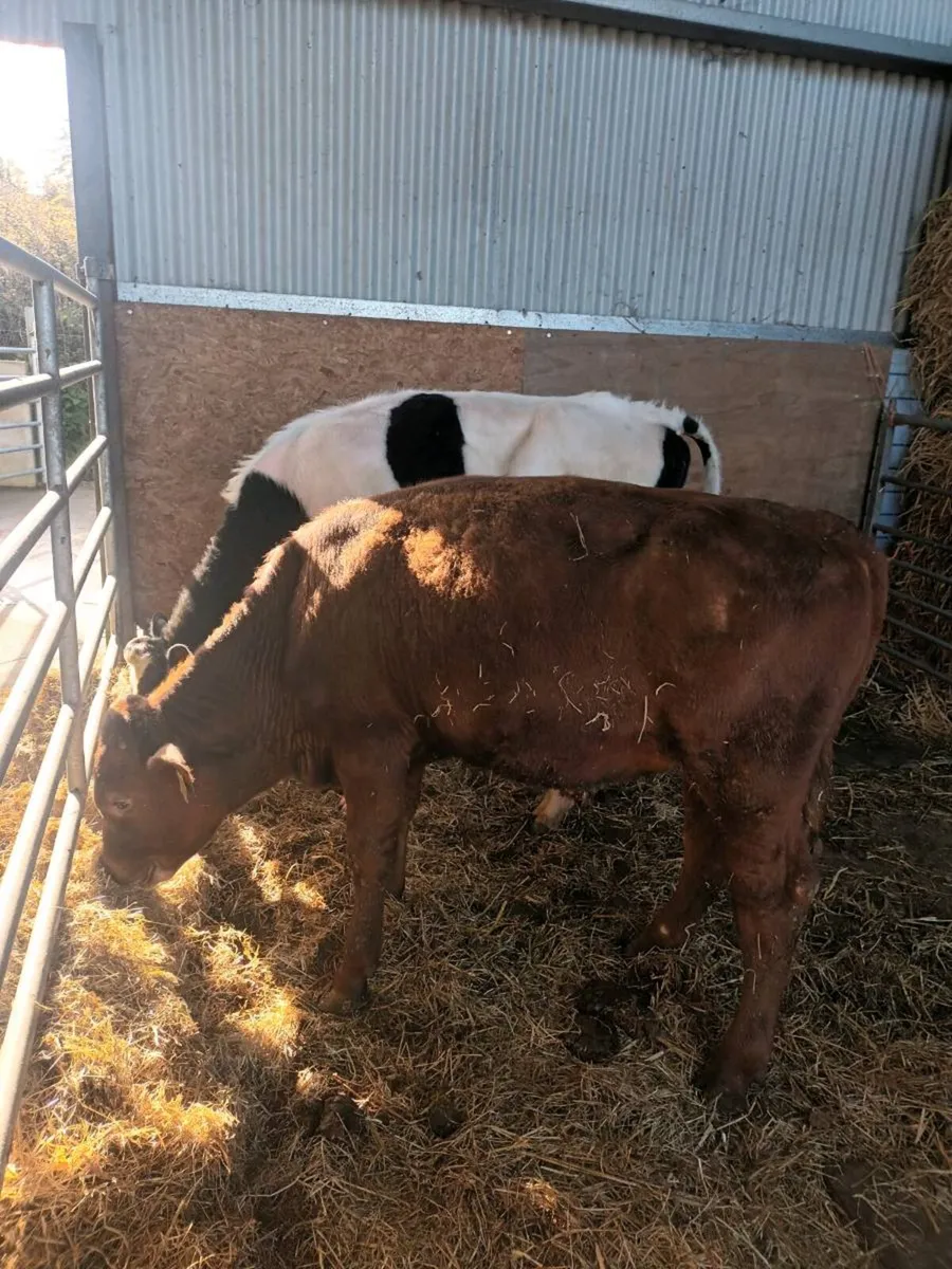 Saler and Freisian bullocks - Image 3