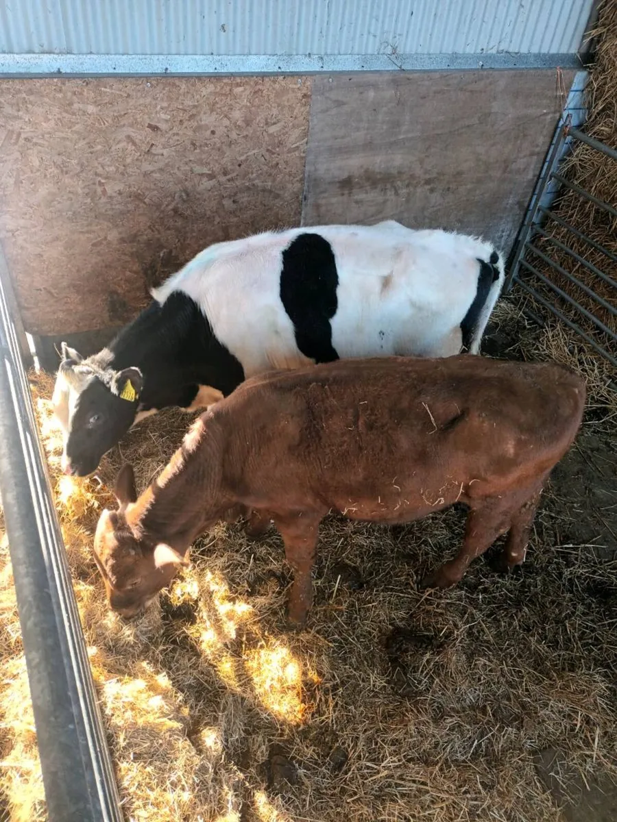 Saler and Freisian bullocks - Image 4