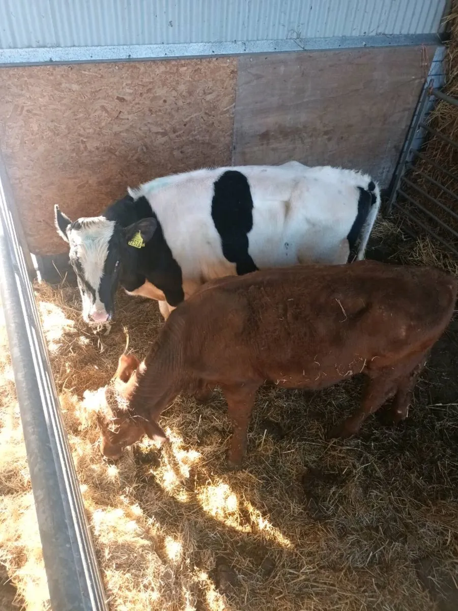 Saler and Freisian bullocks - Image 1