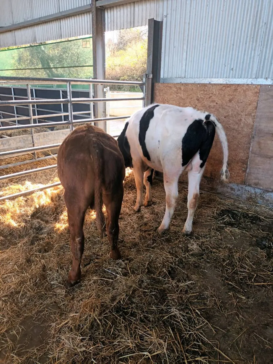 Saler and Freisian bullocks - Image 2