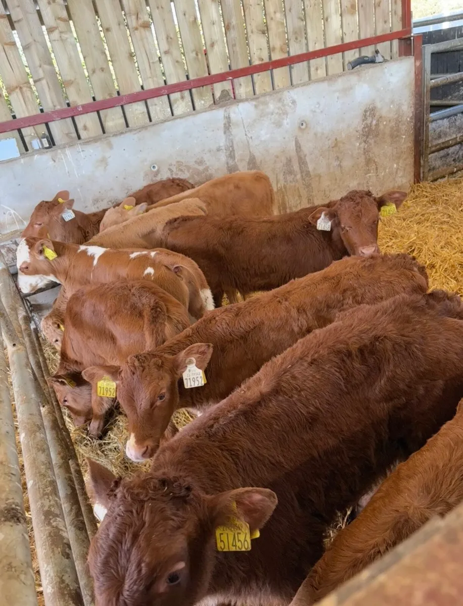 14 super suckler bred continental calves🔥 - Image 1