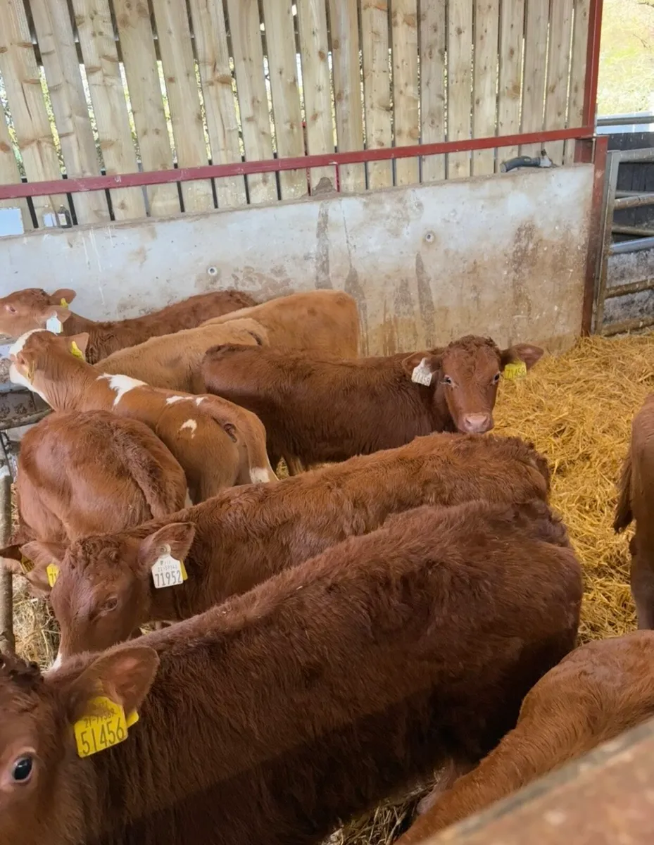 14 super suckler bred continental calves🔥 - Image 2