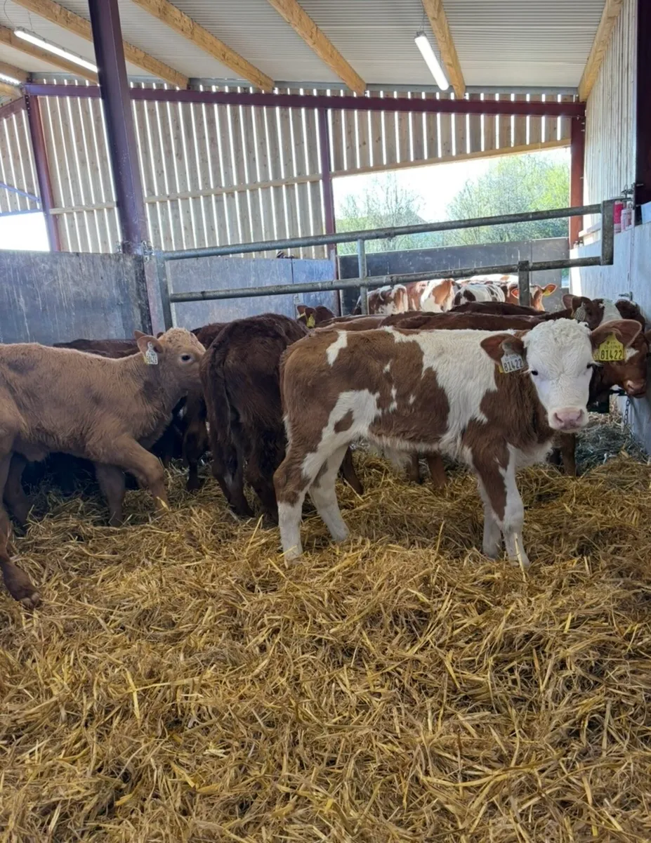 14 super suckler bred continental calves🔥 - Image 3