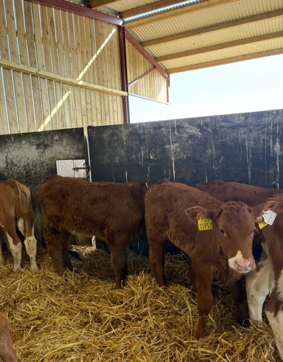 14 super suckler bred continental calves🔥 - Image 4