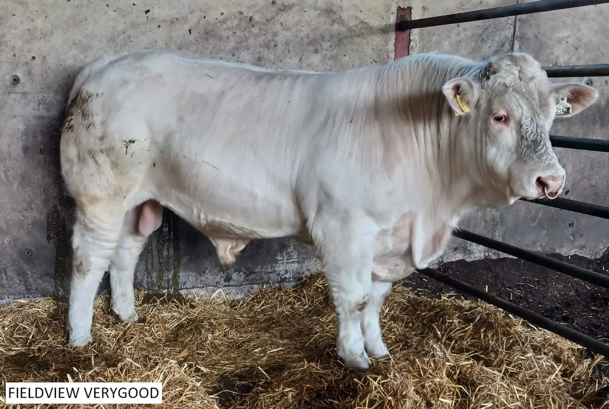 Pedigree Charolais Bull For Sale
