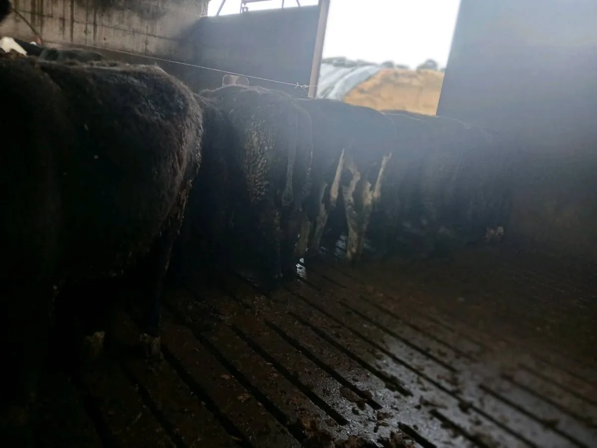 10 aa 17 fr bullocks homebred - Image 3