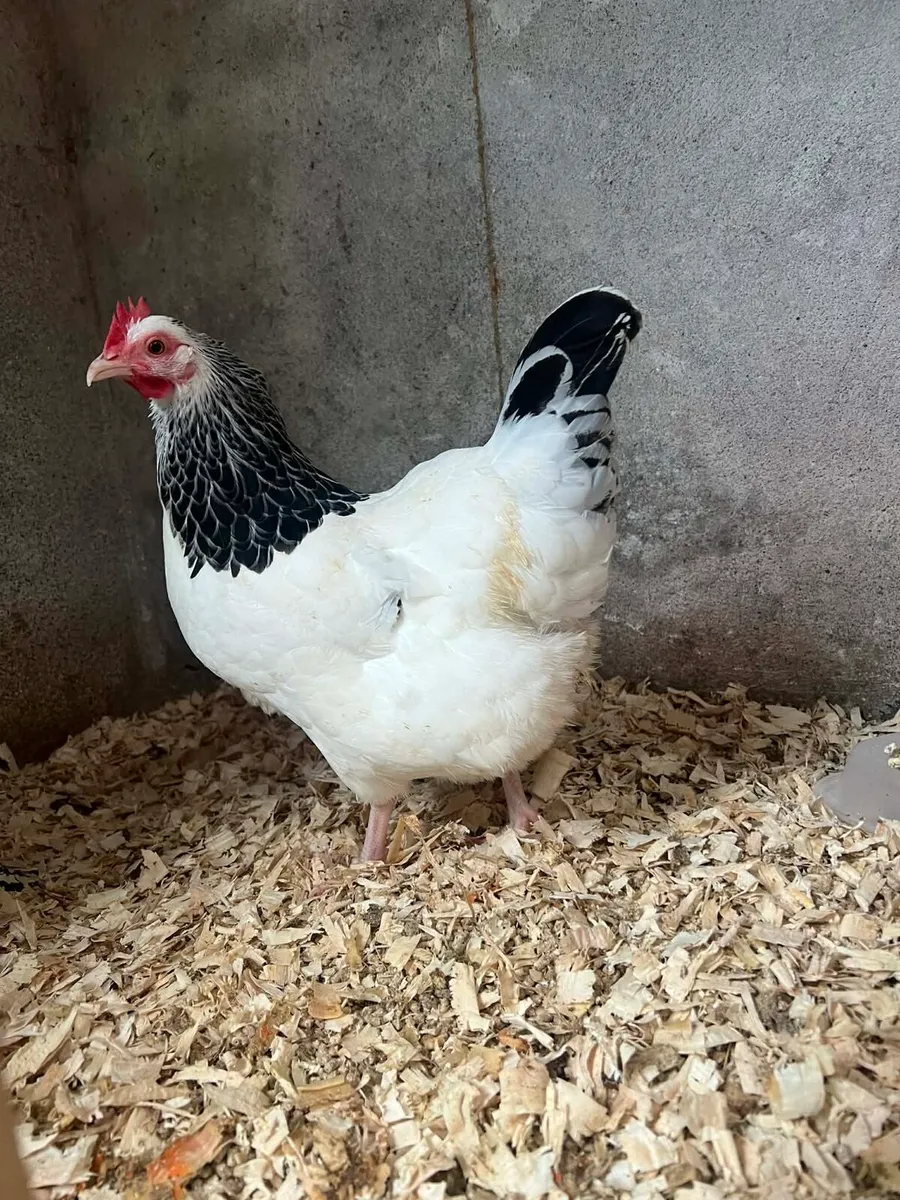 light Sussex bantam - Image 2