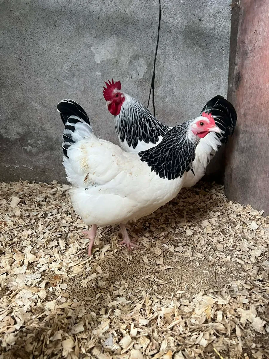 light Sussex bantam - Image 3