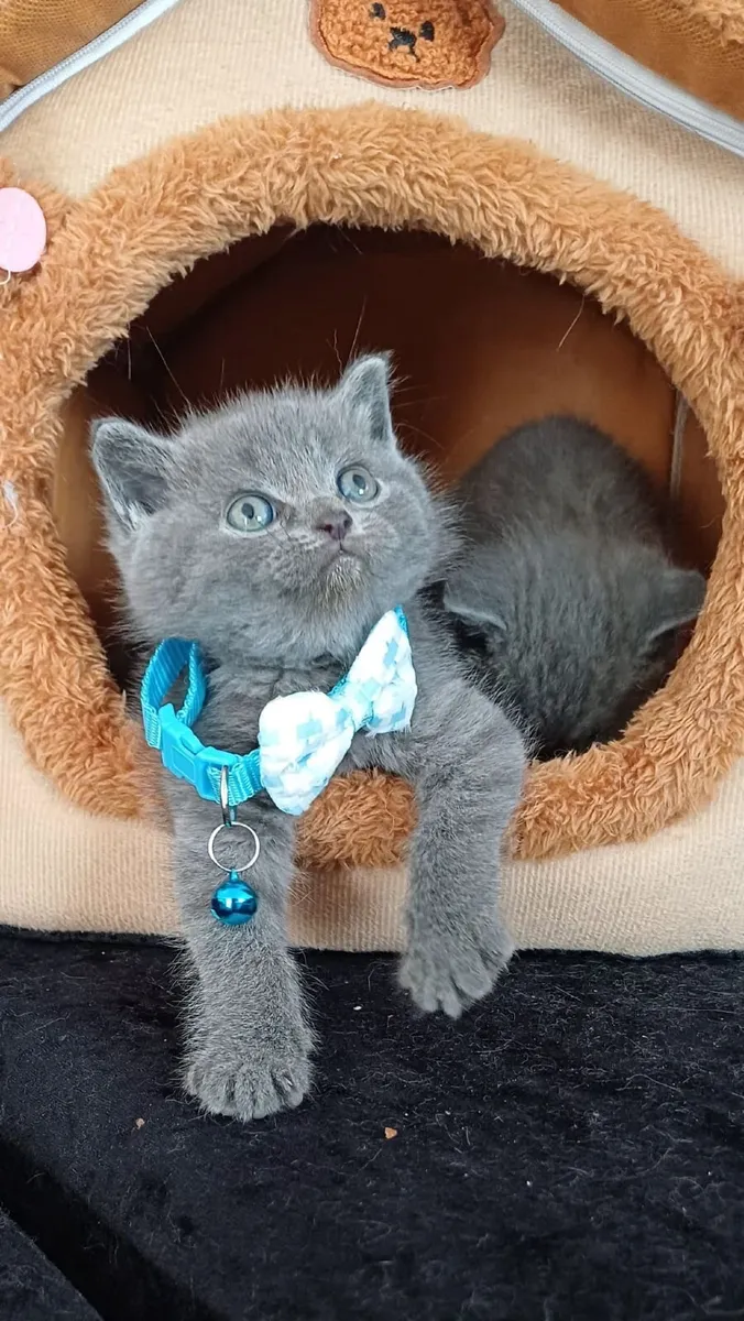 Amazing Purebred British Shorthair kittens 🥰 - Image 1
