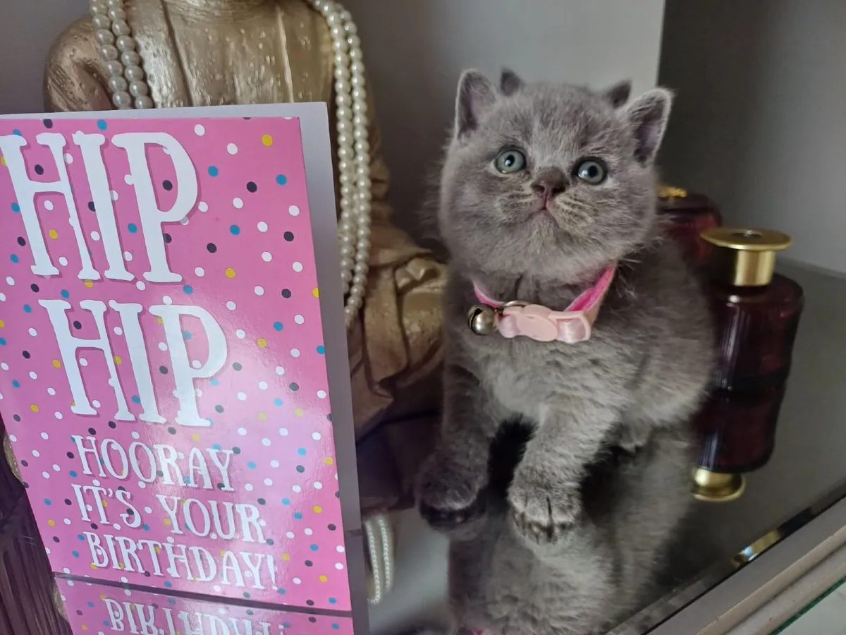 Amazing Purebred British Shorthair kittens 🥰 - Image 2