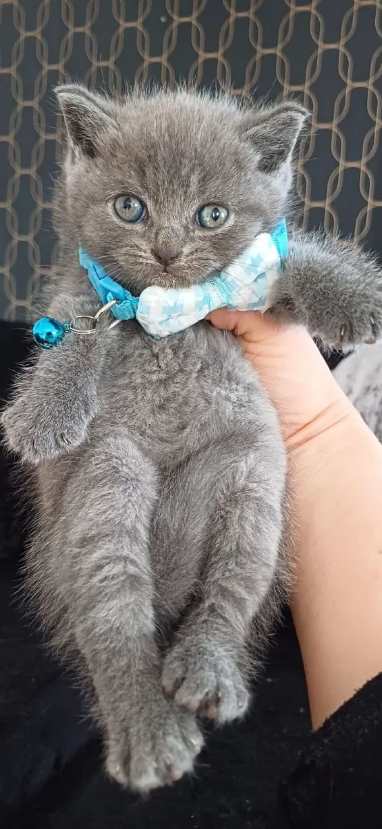 Amazing Purebred British Shorthair kittens 🥰 - Image 3