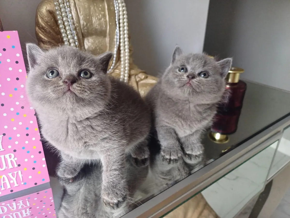 Amazing Purebred British Shorthair kittens 🥰 - Image 4