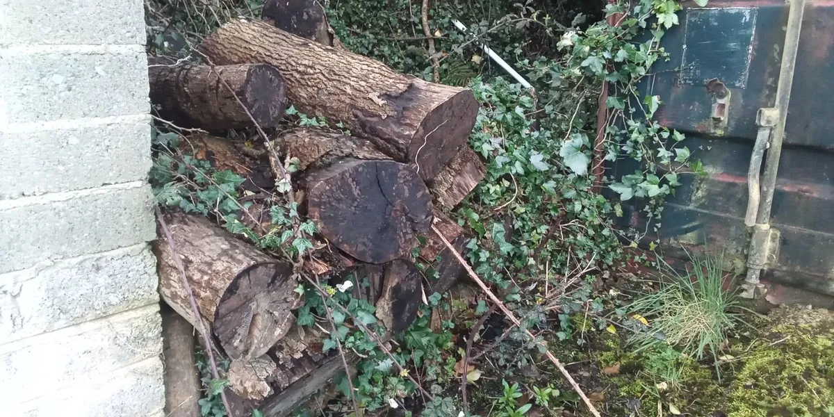 Ash Logs and Tree stumps for *SALE * - Image 1
