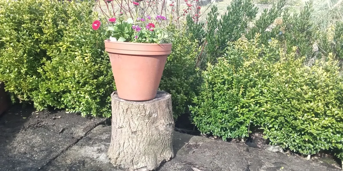 Ash Logs and Tree stumps for *SALE * - Image 4