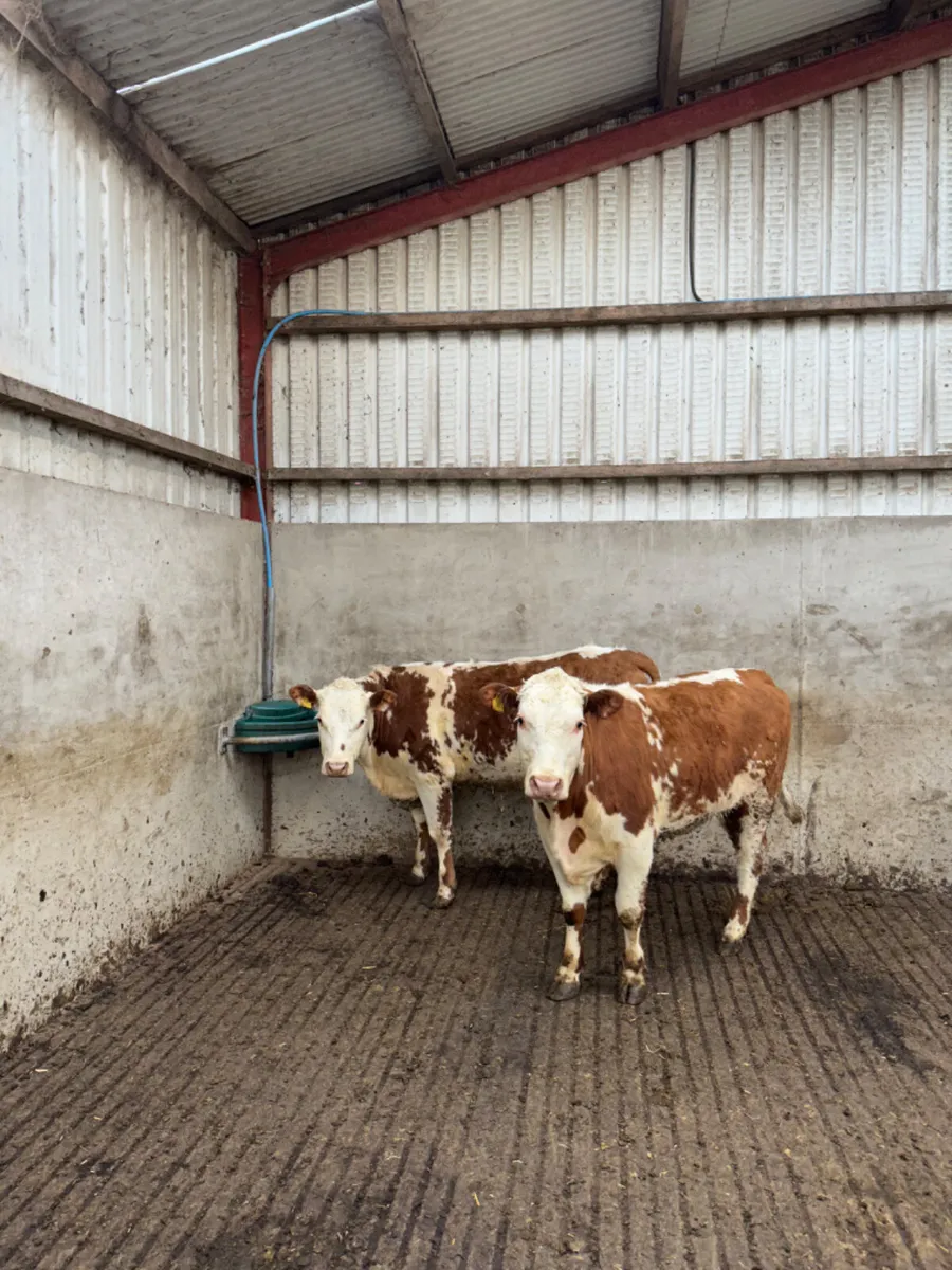 Roaned Hereford heifers - Image 1