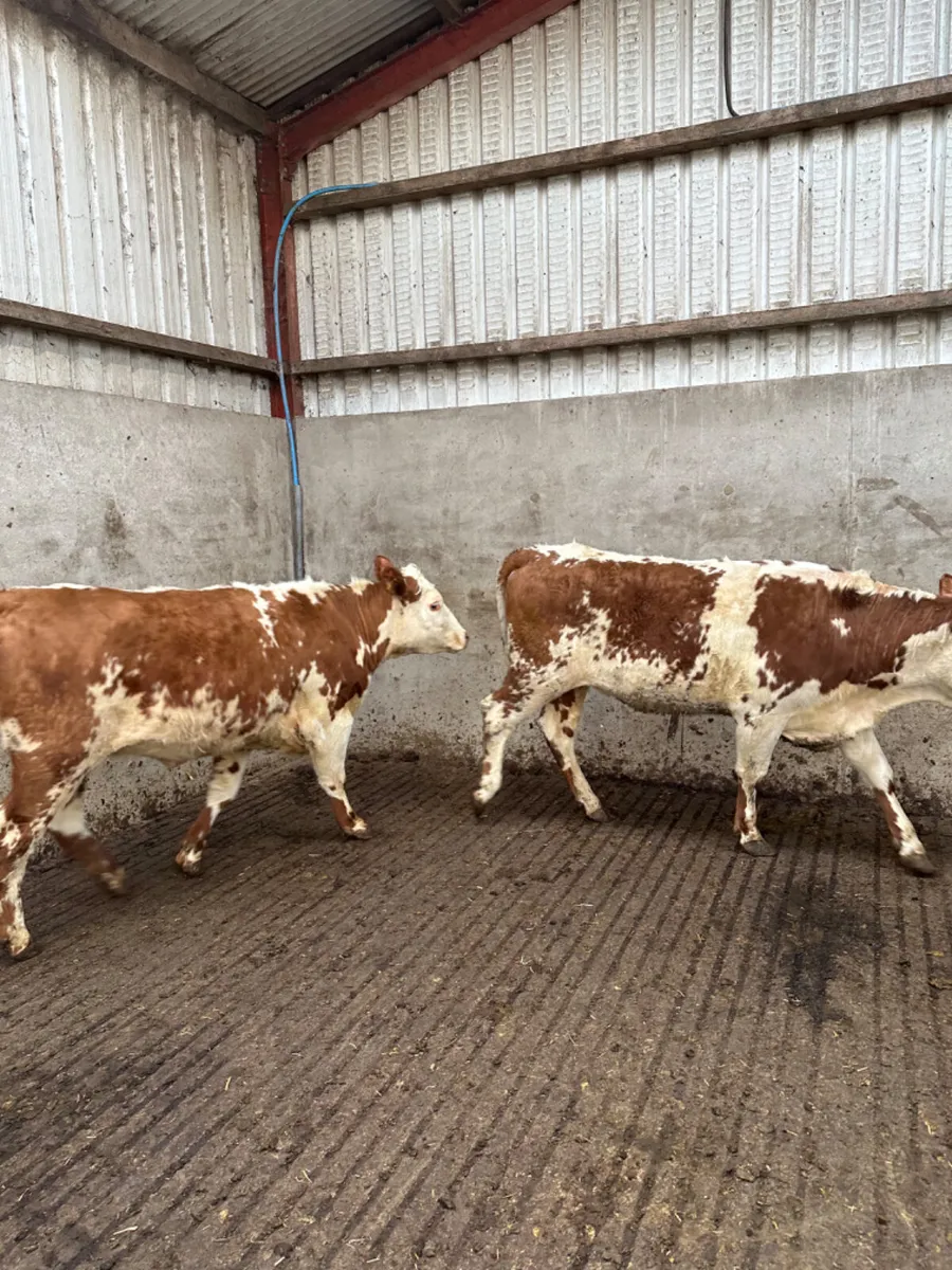 Roaned Hereford heifers - Image 3