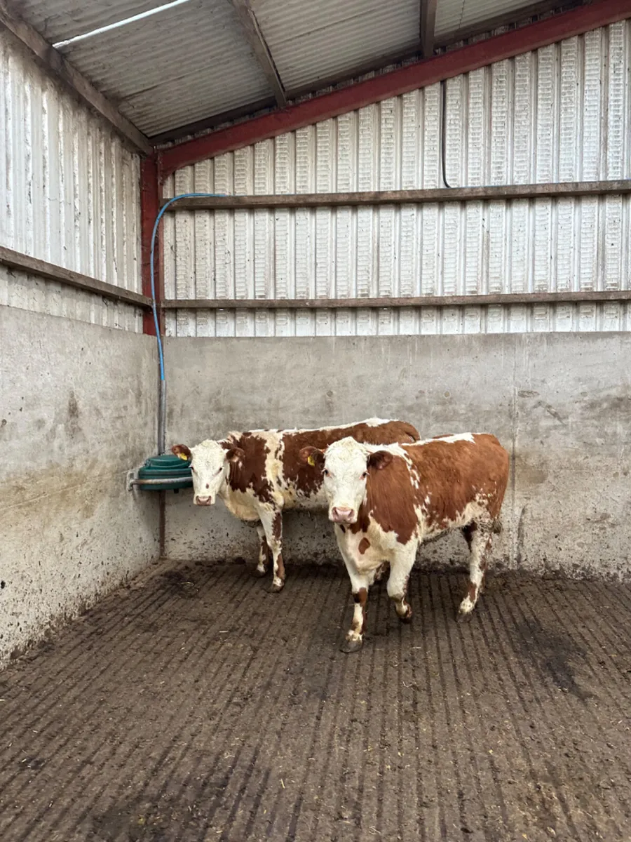 Roaned Hereford heifers - Image 2