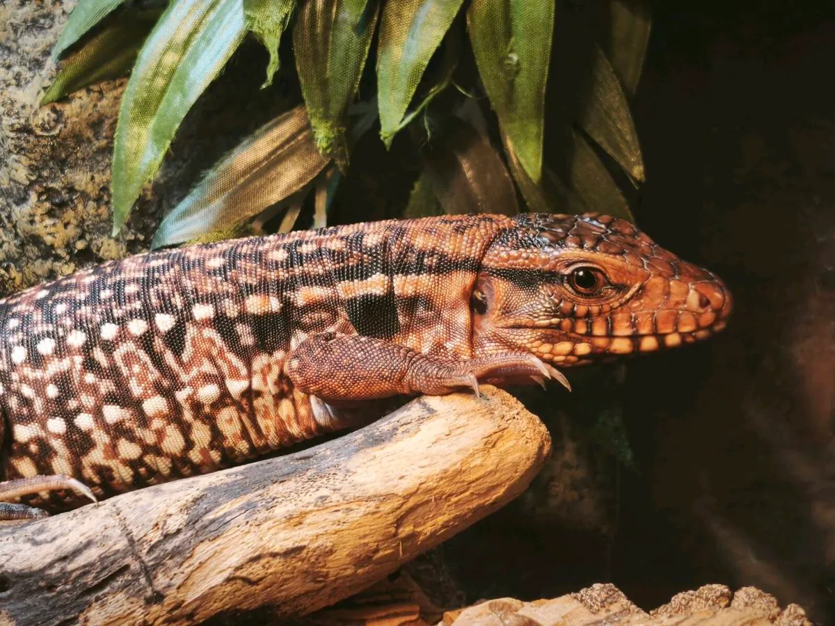 Argentine red tegu