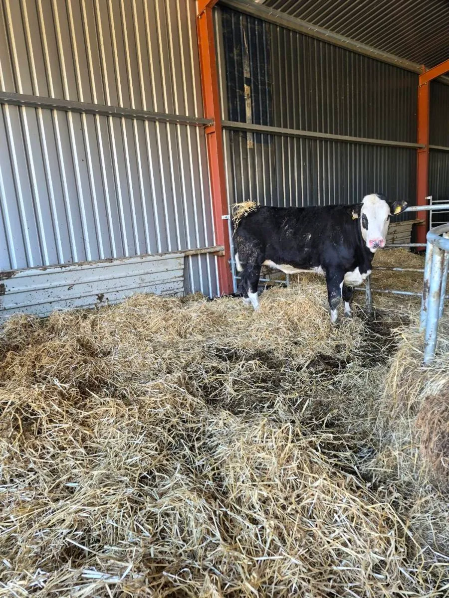 Heifers weanlings - Image 1